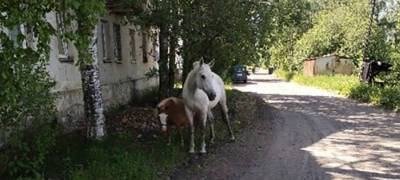 Безнадзорные лошади носятся по району Петрозаводска, пугая людей (ФОТО)