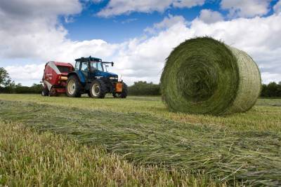 284 тысячи тонн кормов планируют заготовить аграрии в Смоленской области