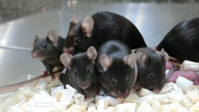 Космическое потомство: сперма мышей выдержала 6-летнее странствие в космосе