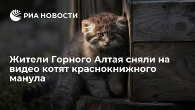 Жители Горного Алтая сняли на видео котят краснокнижного манула на границе с Монголией