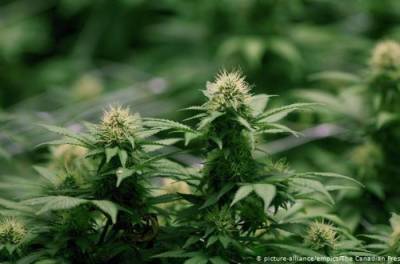 В Раде назвали сроки легализации медицинской марихуаны