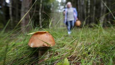 Жителям Подмосковья напомнили о правилах сбора грибов