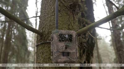 Фотоловушки с начала года поймали более 250 нарушителей лесного и природоохранного законодательства