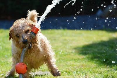 Инструкция: как уберечь собаку от летнего перегрева