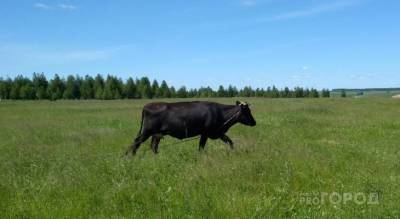 В Чувашии фермеры получили пособия на содержание коров