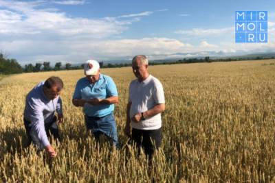 В Дагестане приступили к уборке зерновых