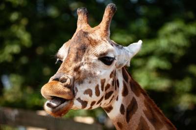 В Ростовском зоопарке живёт уникальная жирафиха