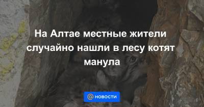 На Алтае местные жители случайно нашли в лесу котят манула - news.mail.ru - респ. Алтай - Монголия - район Кош-Агачский - Экология