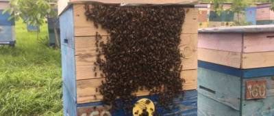 На Луганщине качают первый в 2021 году мед: пчеловоды дали совет как выбирать лакомство