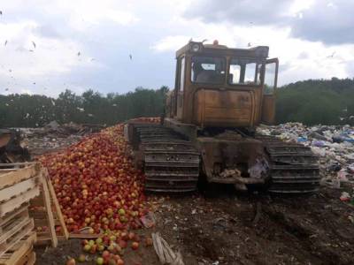 В Псковской области бульдозером раздавили 13 тонн яблок из Белоруссии (фото, видео)
