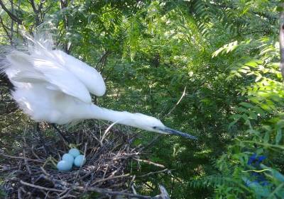 В нацпарке «Тузловские лиманы» сфотографировали гнезда «белых ангелов» (фото)