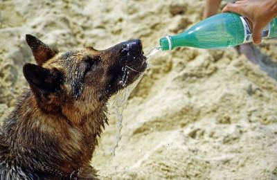 Как помочь собаке в жару? Отвечает специалист