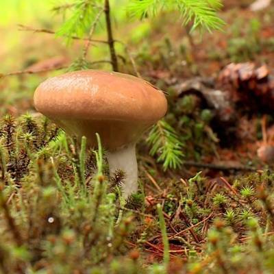 В лесах Подмосковья начался сезон летних грибов
