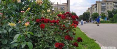 В Славянске зацвели розы. Фото