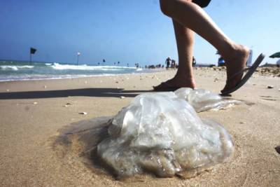 Миллионы медуз движутся к берегам Израиля