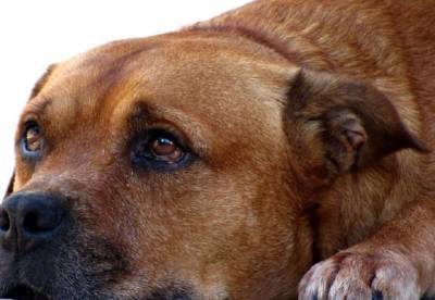 США ввели запрет на ввоз собак из ряда стран, включая Украину