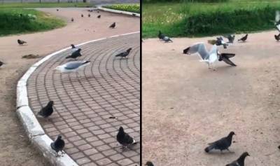 Петербургский голубь оказался похищен крупной чайкой