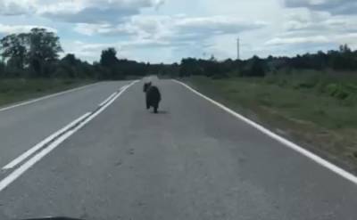 В Лужском районе заметили потерявшегося медвежонка — видео