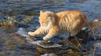 Был бы у меня такой кот: питомец помогает рыбаку ловить рыбу - можно даже без удочки!