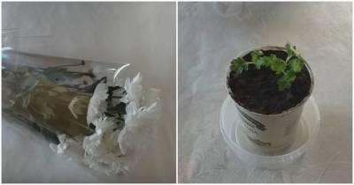 Как укоренить хризантему из букета. Простой и работающий способ