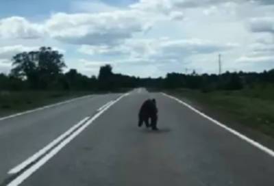 В Лужском районе местные жители заметили заблудившегося медвежонка