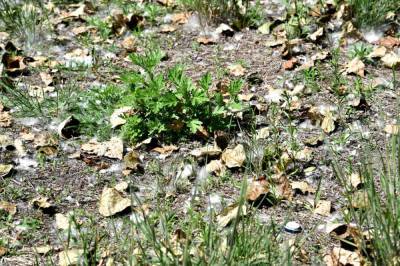 Вероятную причину опадения листьев в Хабаровске назвала эксперт