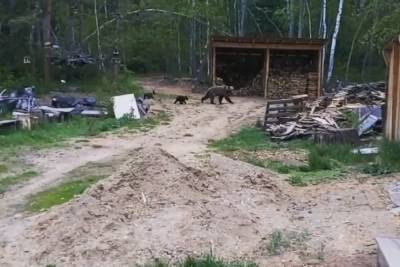 На севере Бурятии медведица пришла на кордон инспекторов нацпарка