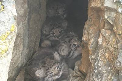 Пятерых котят манула удалось сфотографировать на Алтае - tayga.info - респ. Алтай - район Кош-Агачский