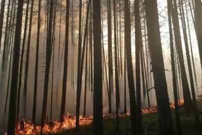 В одном из районов Карелии лес загорелся от удара молнии