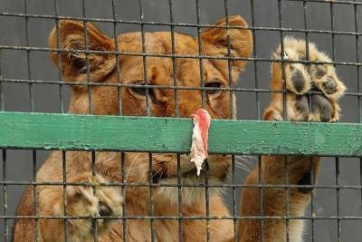 В Оренбургской области могут ввести запрет на передвижные зоопарки