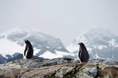 Дандыкин: "НАТО в Антарктиде готово защищать пингвинов, стремясь к поиску новых врагов"