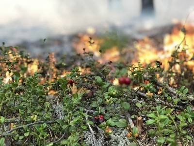В ХМАО за сутки площадь лесных пожаров увеличилась в два раза