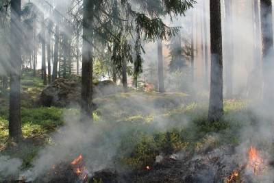 В Поназыревском районе Костромской области всем миром потушили лесной пожар