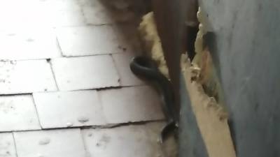 Борьба с крысами: в жилом доме в Новокуйбышевске завелись змеи