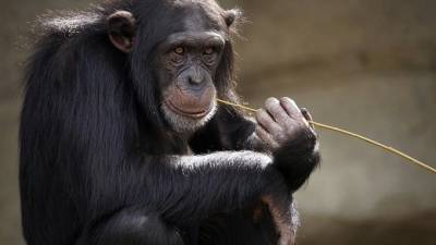 Ученые испытали новы способ лечения Альцгеймера на обезьянах