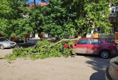 В Твери тяжелая ветка дерева рухнула на припаркованные машины