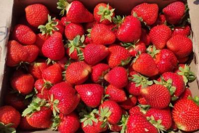 В Бондарском районе фермеры планируют собрать с гектара клубничных плантаций 9 тонн ягод