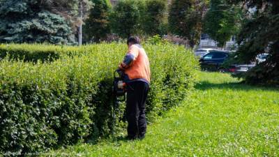 В Рязани продолжают стричь кустарники и выкашивать газоны