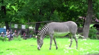 Двух зебр привезли в Московский зоопарк из Чехии