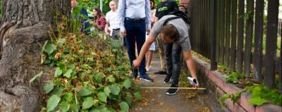 Мэр Калининграда считает, что деревья «сожрали» тротуары в городе