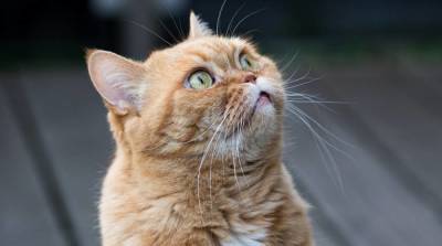 У кошки выпадают усы: что делать и нужно ли волноваться