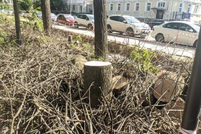 Мэрия Рязани прокомментировала вырубку деревьев в Верхнем городском парке