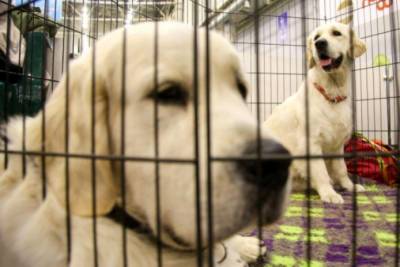 В США запретили ввозить собак из Украины и еще 112 стран