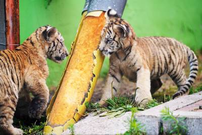 В Приморском сафари-парке родились два амурских тигренка