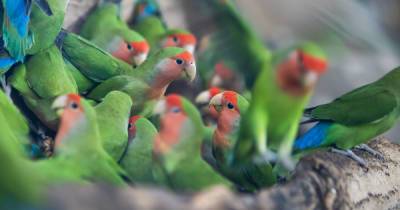 Покормить утку-мандаринку и попугая: в Калининградском зоопарке открыли площадку с тропическими птицами