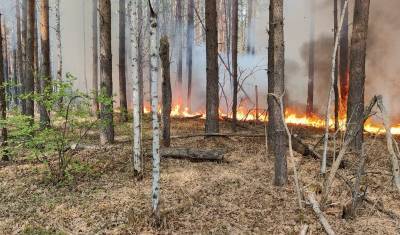Из-за сильного ветра лесной пожар может угрожать деревне в Тюменской области