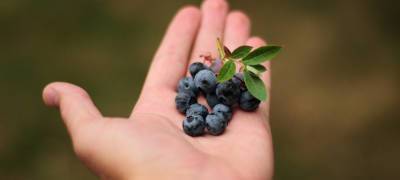 Время сбора ягод в лесах Карелии регламентировано приказом Минприроды