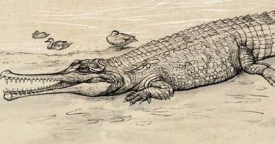 Речной Босс. В Австралии обнаружили новый вид гигантских вымерших крокодилов