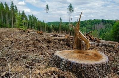 В Совете Федерации разработали поправки об эксплуатации лесных дорог