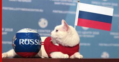 Эрмитажный кот Ахилл предсказал исход матча Россия – Финляндия